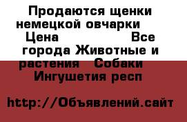 Продаются щенки немецкой овчарки!!! › Цена ­ 6000-8000 - Все города Животные и растения » Собаки   . Ингушетия респ.
